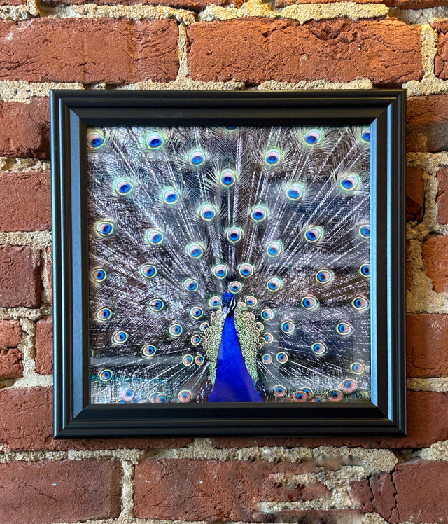 "Peacock, Livingston County" Photo