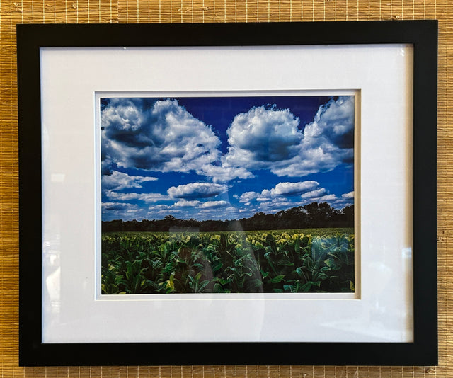 Mason County Kentucky Tobacco Field