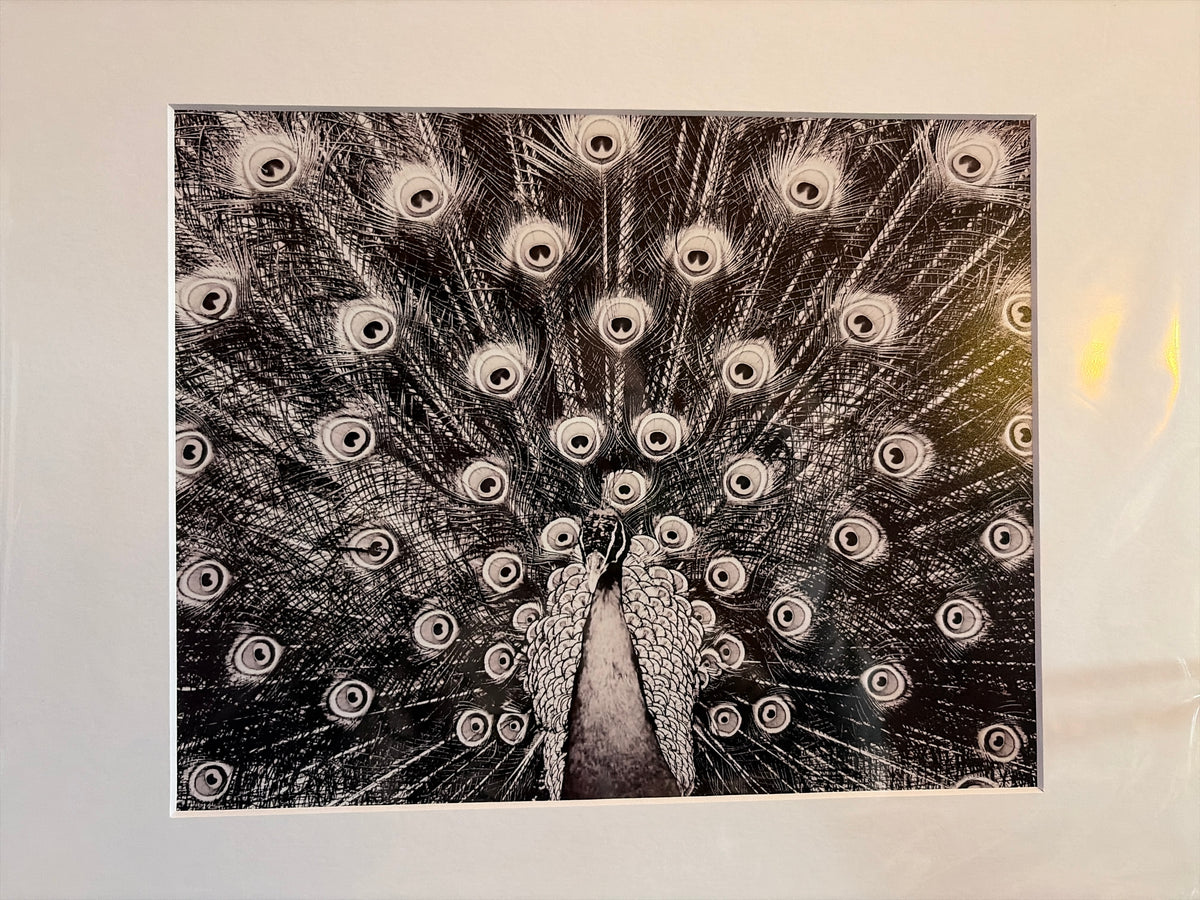 B+W "Peacock, Livingston County" Photograph (mat)