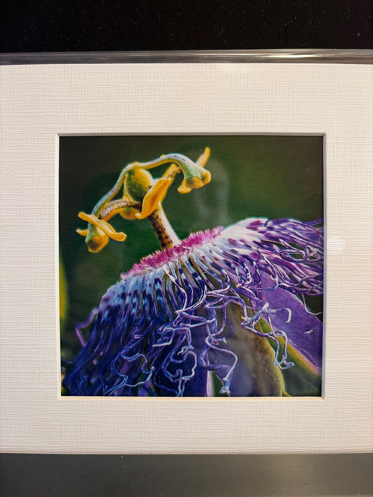 "Passion Flower, Hopkins County" Photograph (mat)