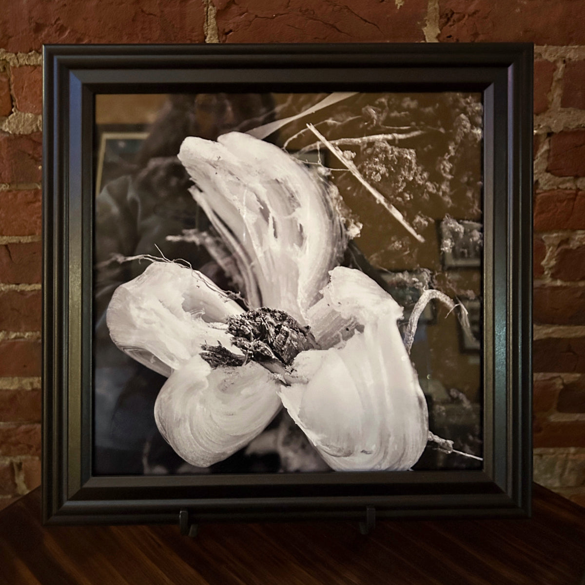 B+W "Frost Flower, Christian County" Photograph