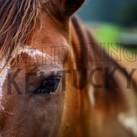 "Horse, Edmonson County" Photograph (mat)