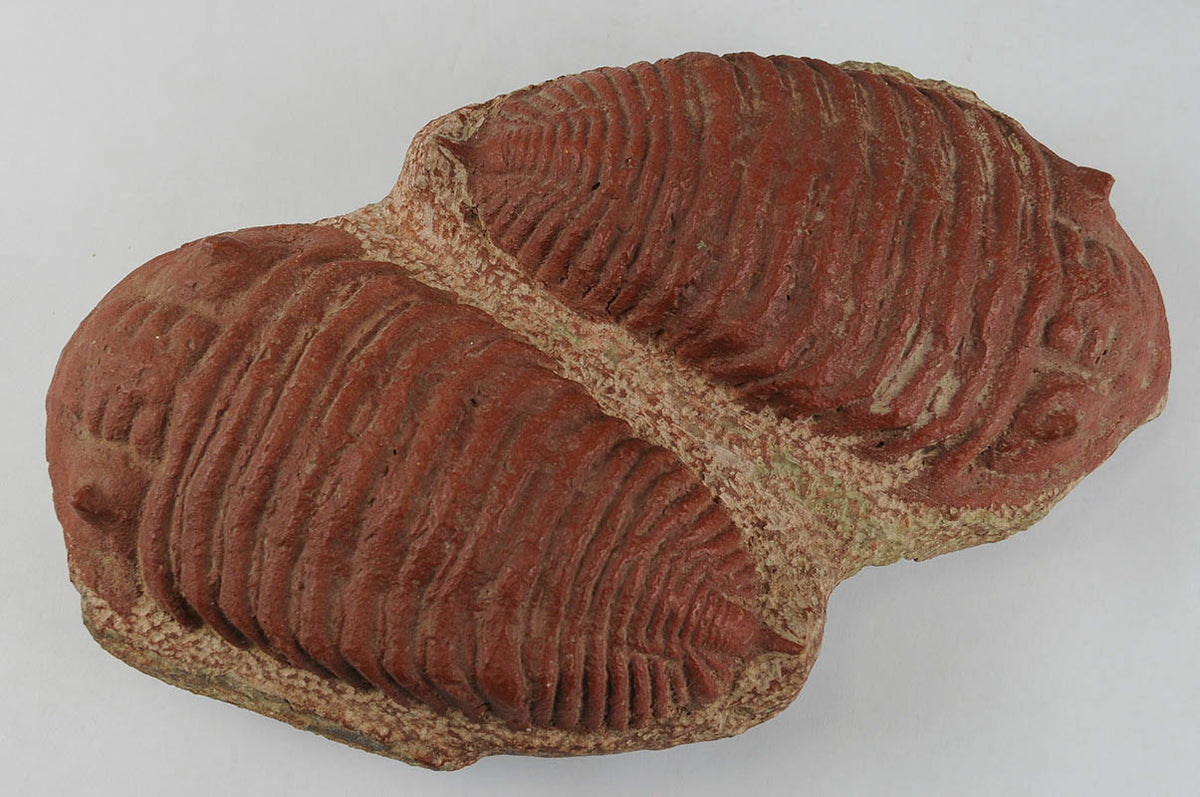 Double Trilobite Fossil