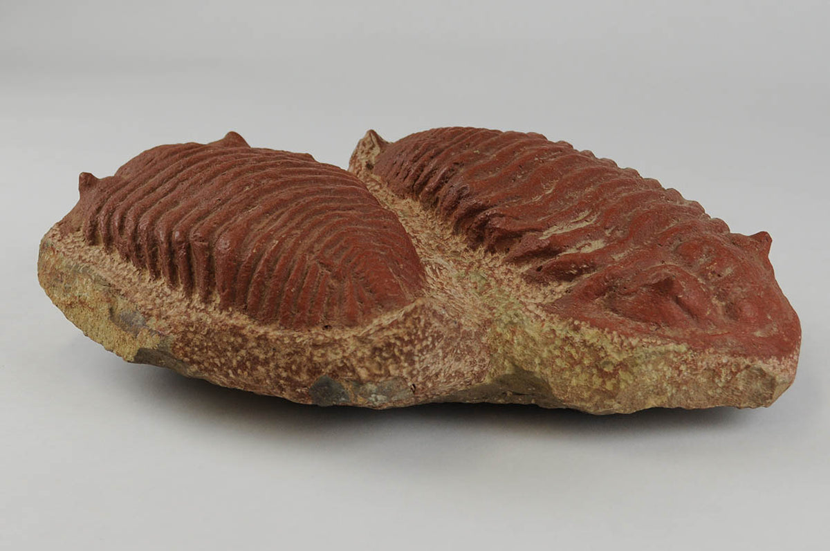 Double Trilobite Fossil