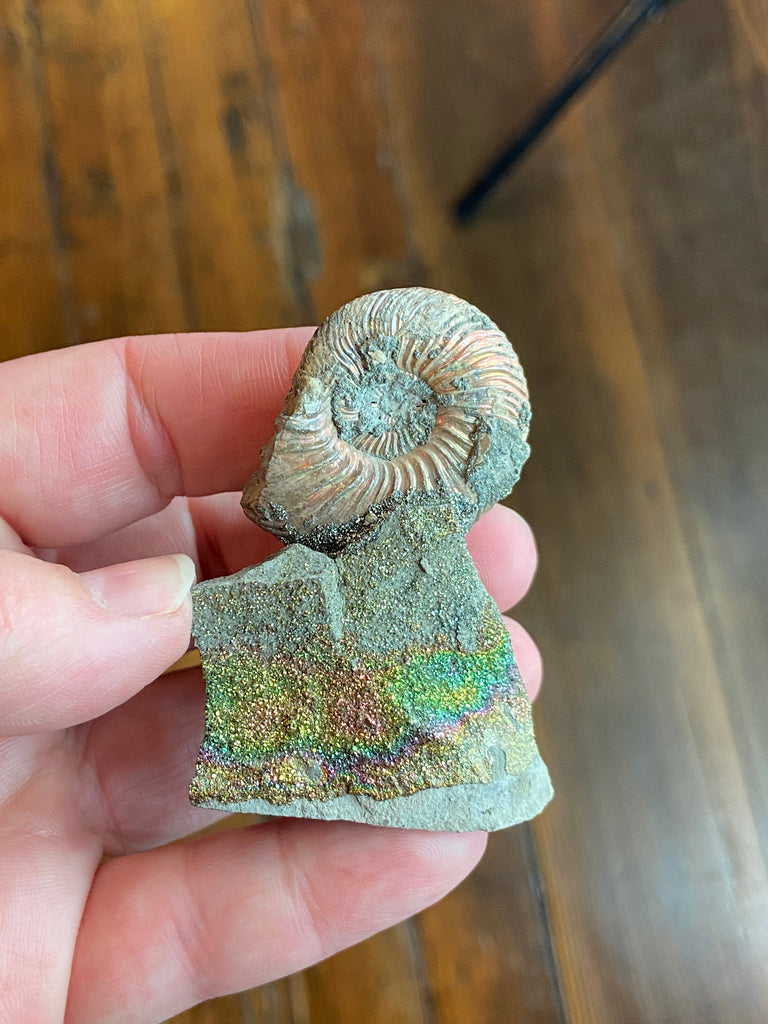Pyritized Ammonite in Rainbow Pyrite