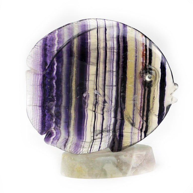 Fluorite Reef Fish