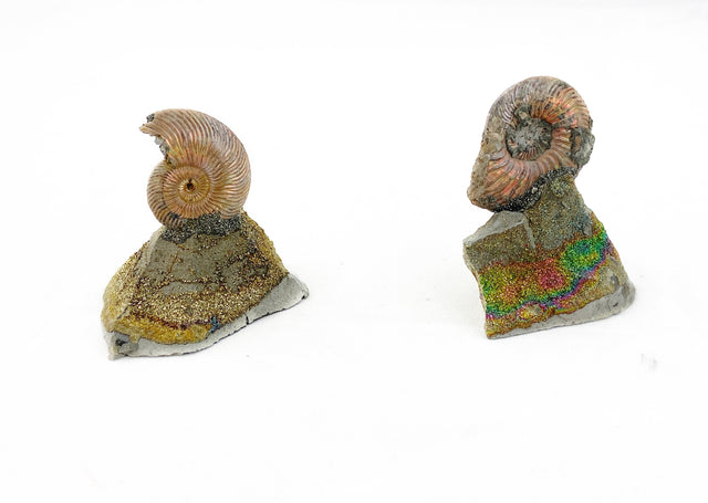 Pyritized Ammonite in Rainbow Pyrite