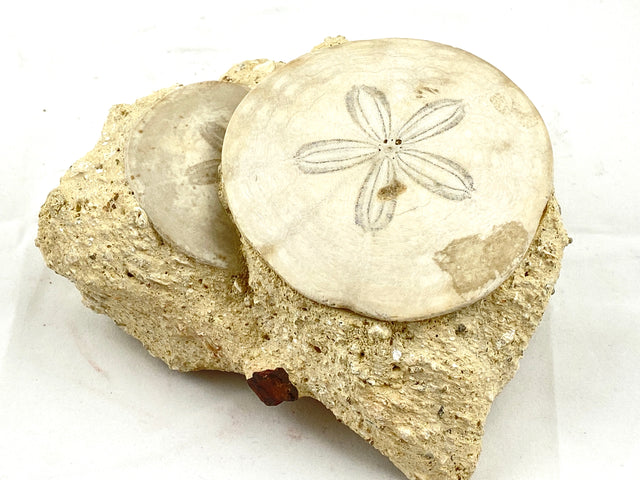 Echinoderm Fossils