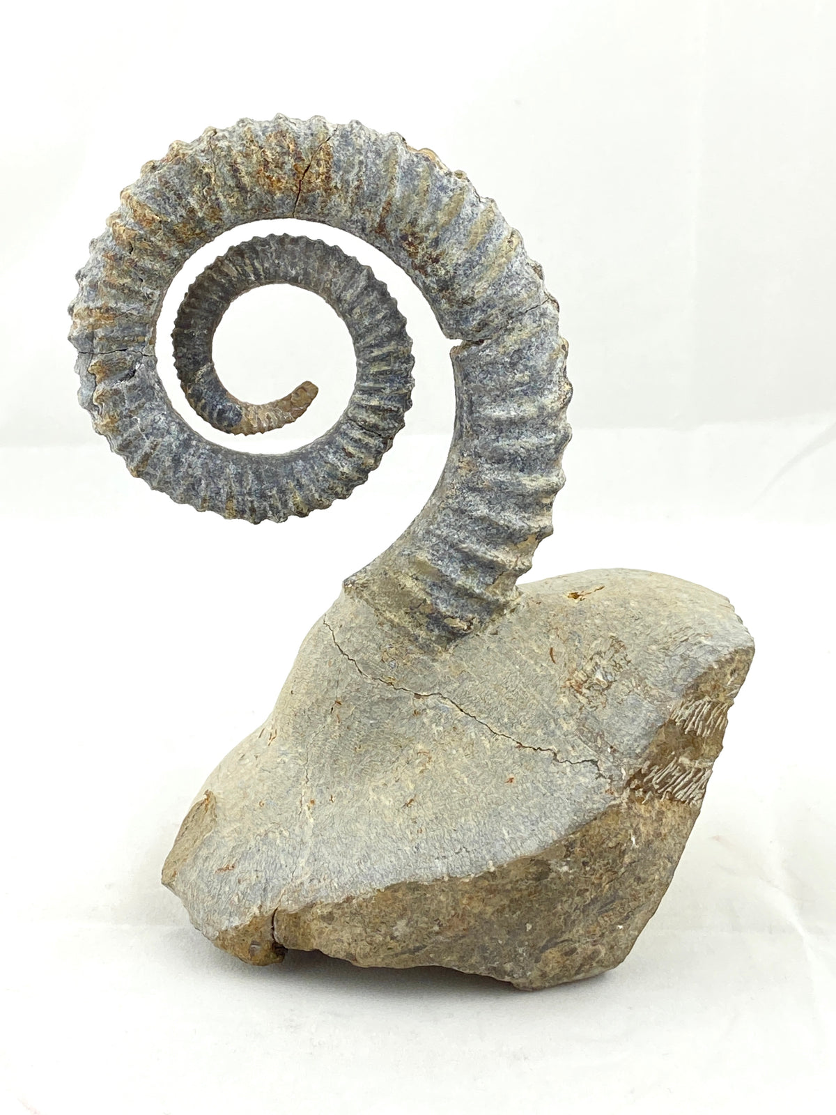 Heteromorph Ammonite Fossil