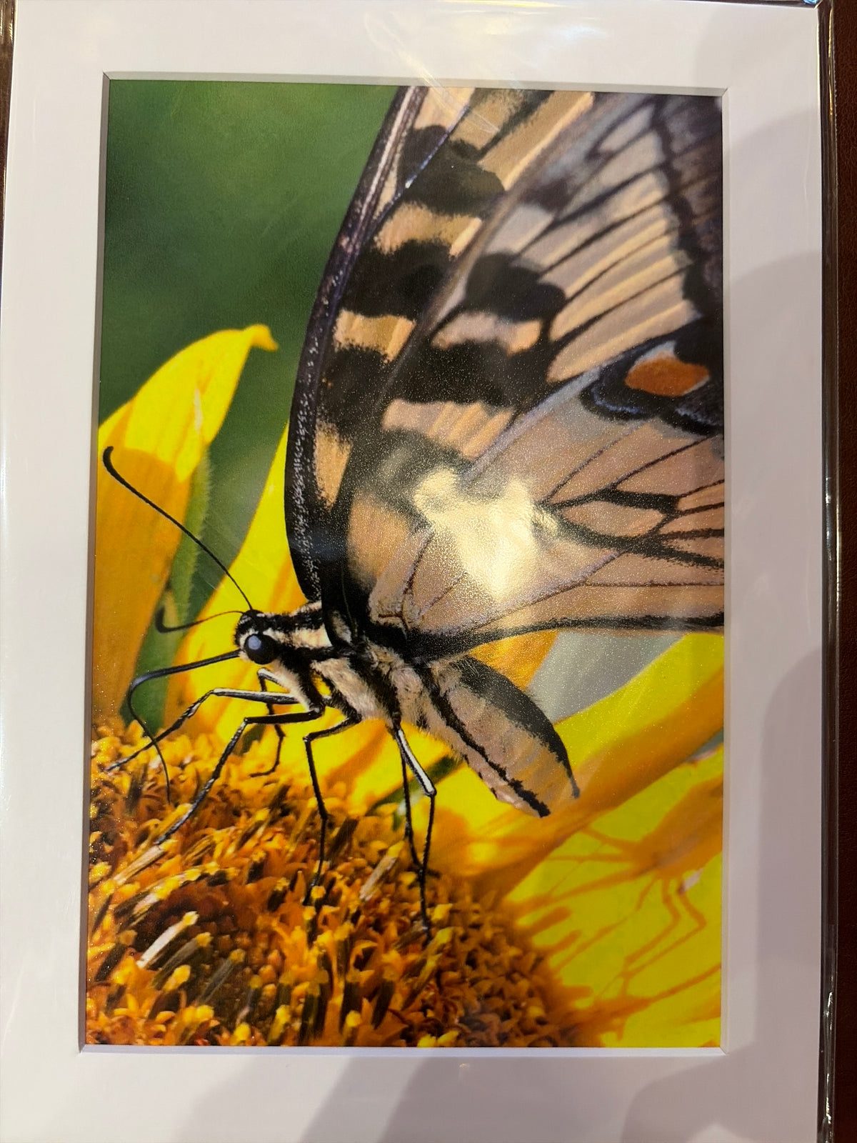 "Butterfly + Sunflower, Warren County" Photograph (mat)