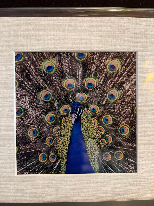 "Peacock, Livingston County" Photograph (mat)