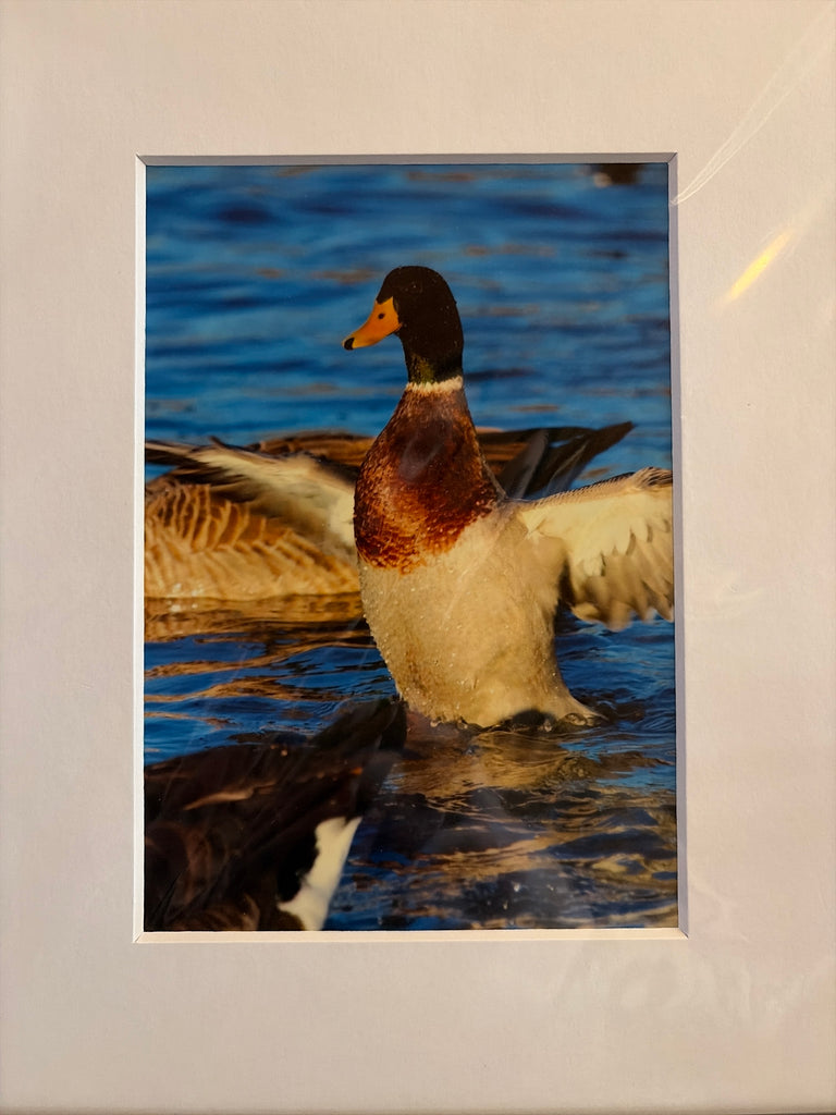 "Angry Duck, Warren County" Photograph (mat)