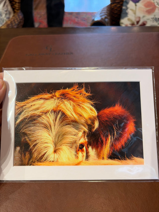 "Highland Cow, Bad Hair Day, Warren County" Photograph (mat)