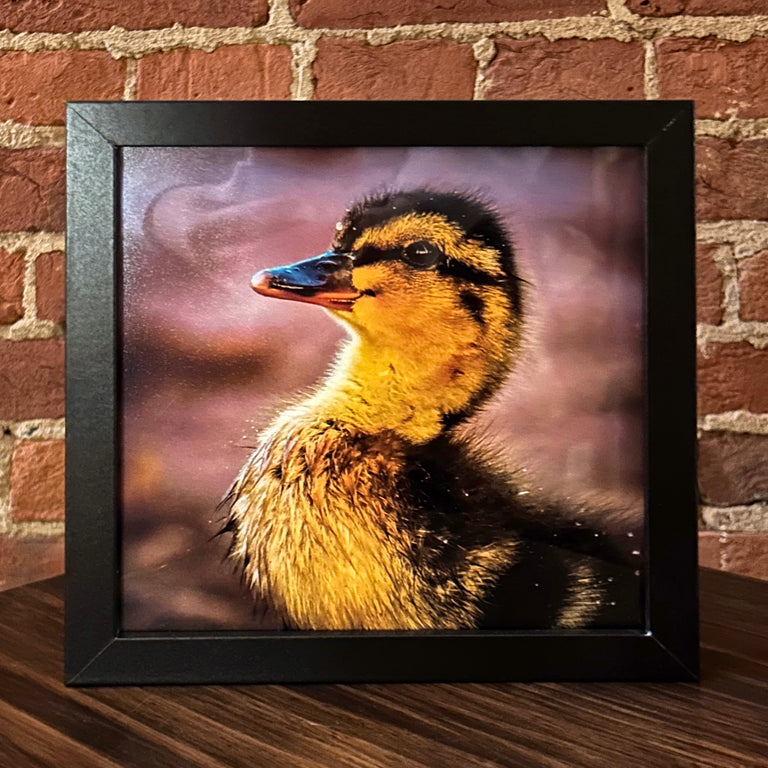 "Duckling, Warren County" Photograph