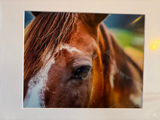 "Horse, Edmonson County" Photograph (mat)