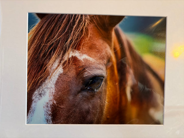 "Horse, Edmonson County" Photograph (mat)