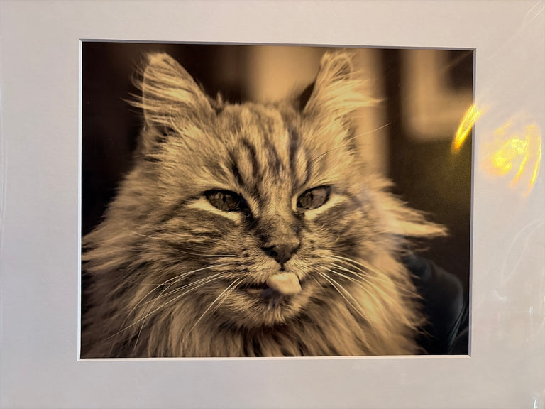 "Crazy Cat, Christian County" Photograph (mat)