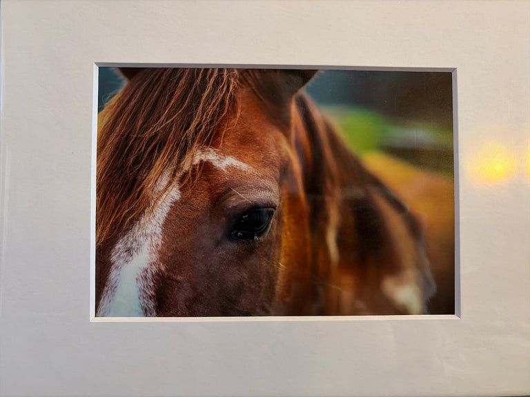 "Horse, Edmonson County" Photograph (mat)