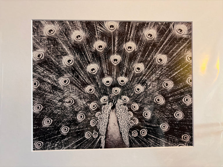 B+W "Peacock, Livingston County" Photograph (mat)