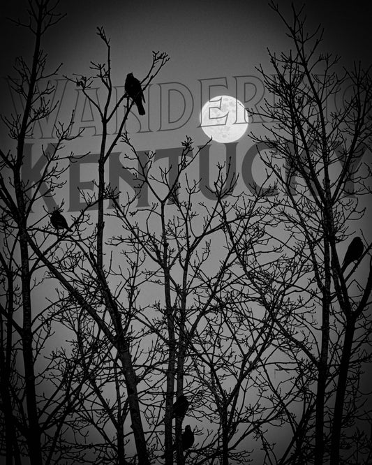 B+W "Birds in Bare Tree, Moon, Logan County" Photograph