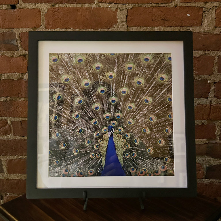 "Peacock, Livingston County" Photograph