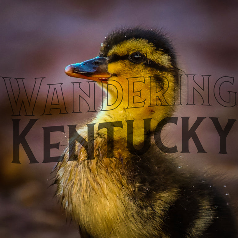"Duckling, Warren County" Photograph