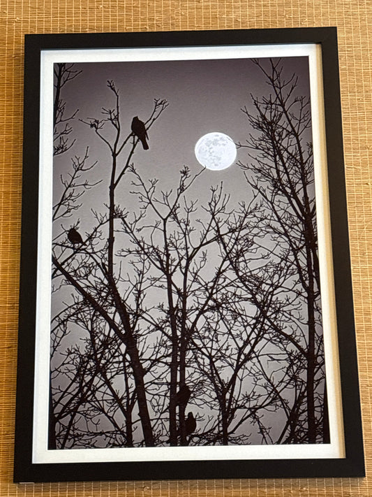B+W "Birds in Bare Tree, Moon, Logan County" Photograph