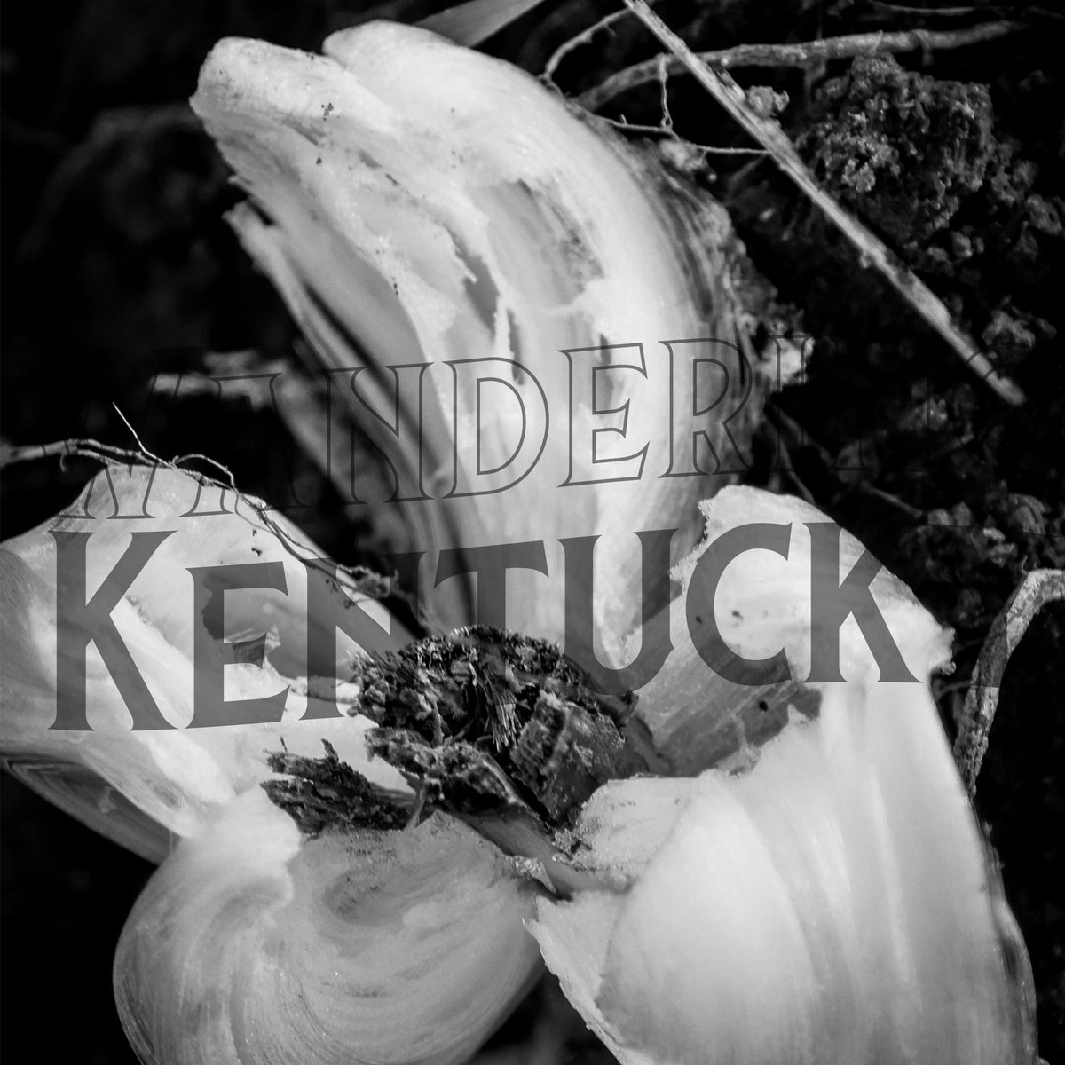 B+W "Frost Flower, Christian County" Photograph