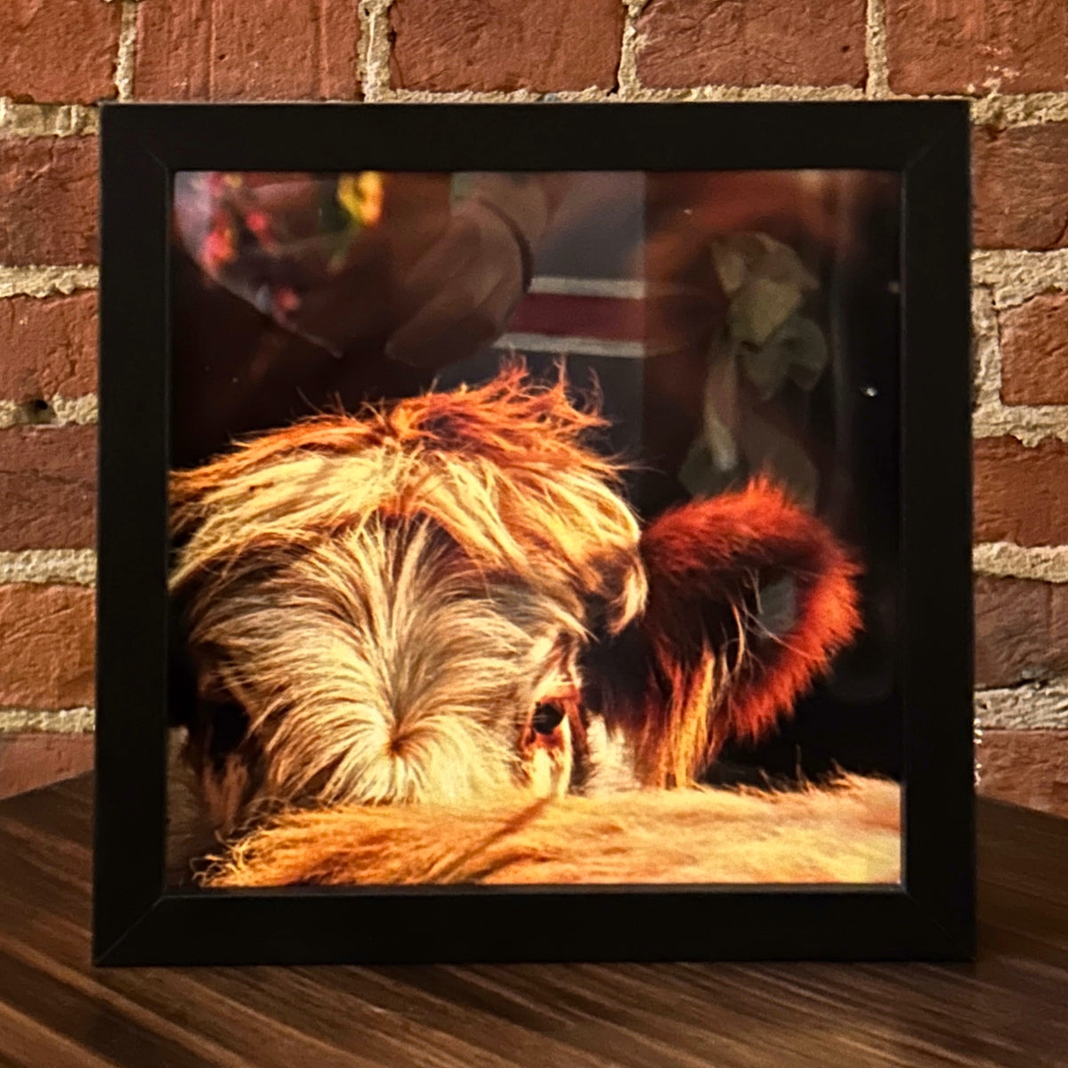 "Highland Cow, Bad Hair Day, Warren County" Photograph