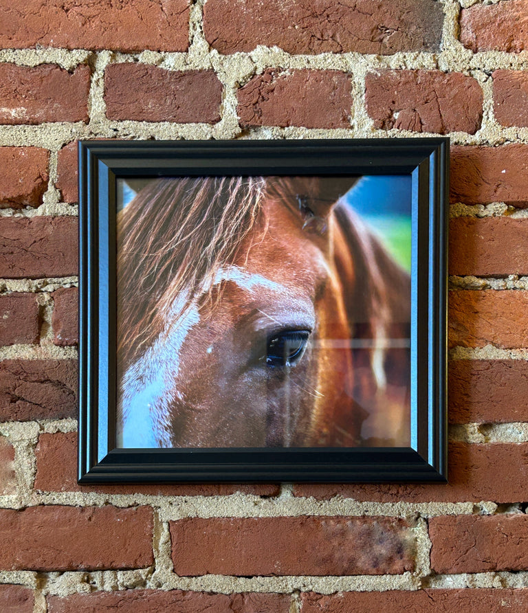 "Horse, Edmonson County" Photo