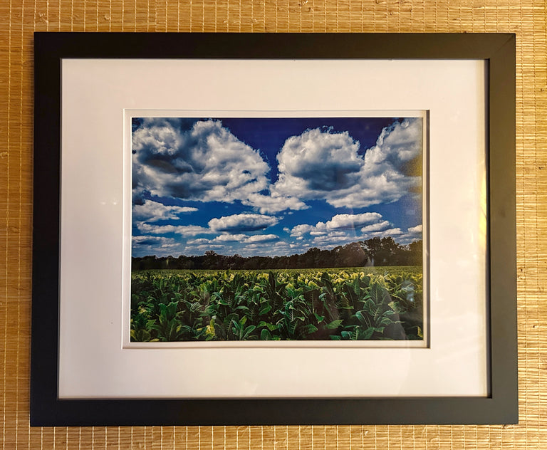 Medium "Tobacco Field, Mason County" Photograph