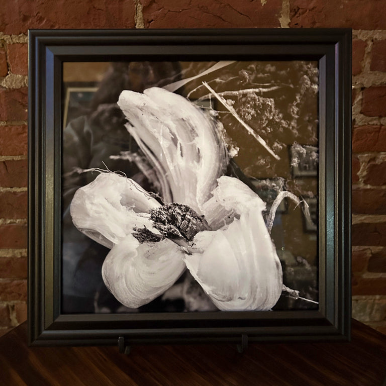 "Frost Flower, Christian County" Photograph