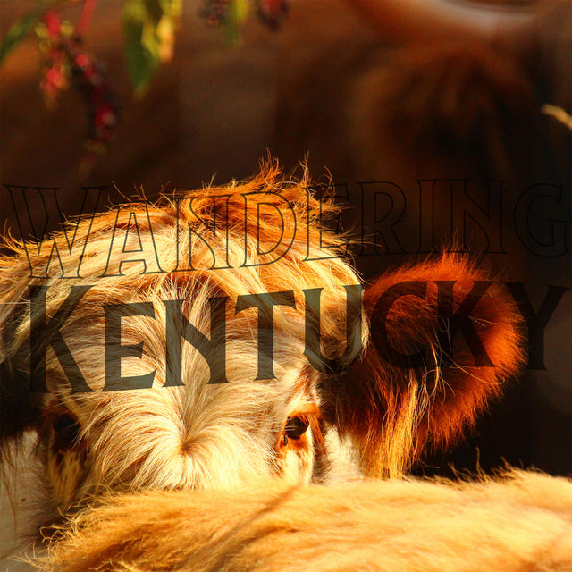 "Highland Cow, Bad Hair Day, Warren County" Photograph