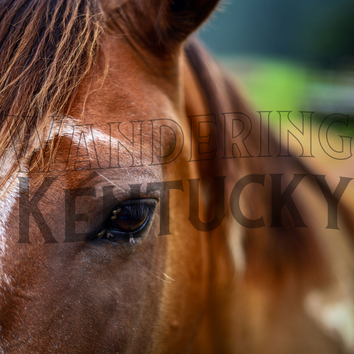 "Horse, Edmonson County" Photograph (mat)