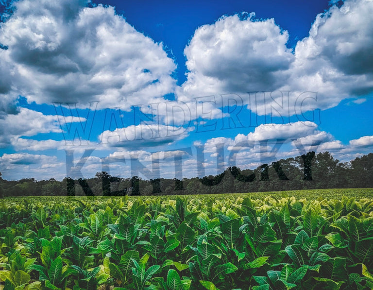 Medium "Tobacco Field, Mason County" Photograph