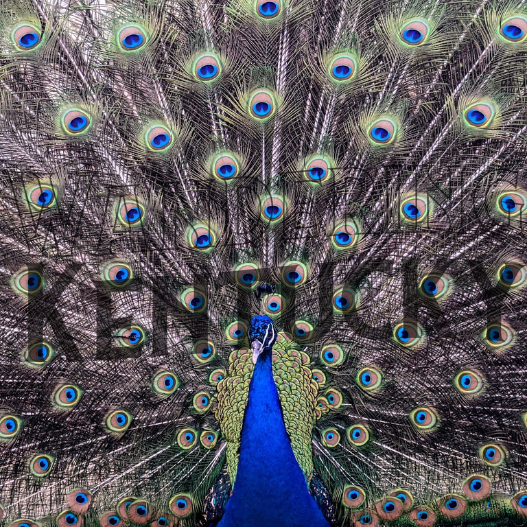 "Peacock, Livingston County" Photograph