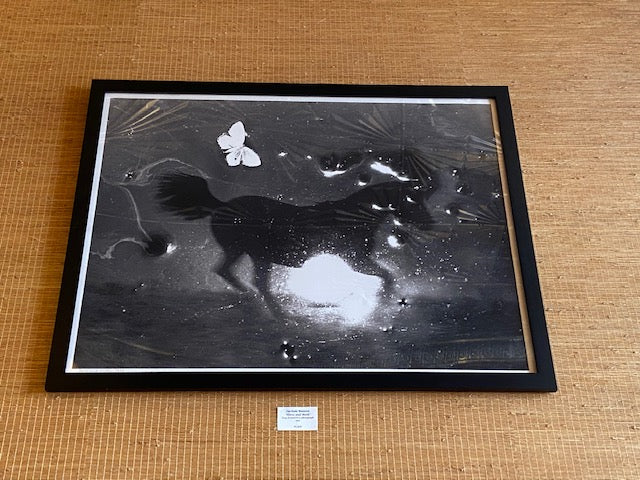 'Horse & Moth' photograph 1973 by Lucinda Bunnen.  20" x 16"