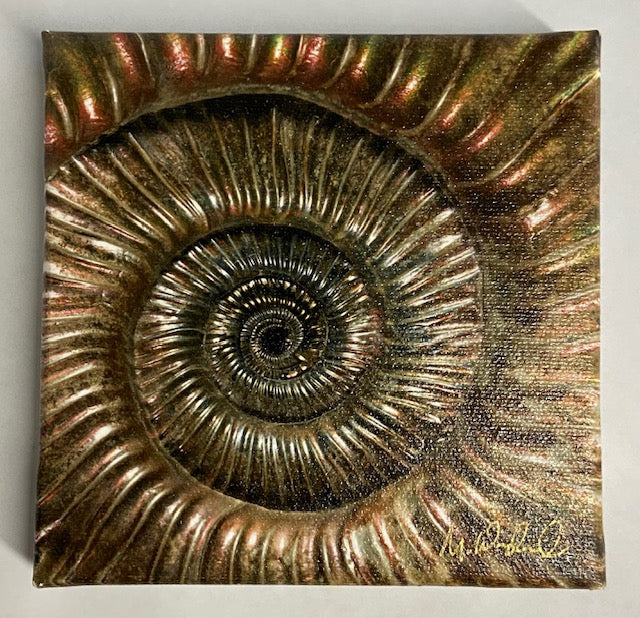 Metallic brown 'Ammonite' Macro Photo by Mike Woodward on canvas.    5" x 5"
