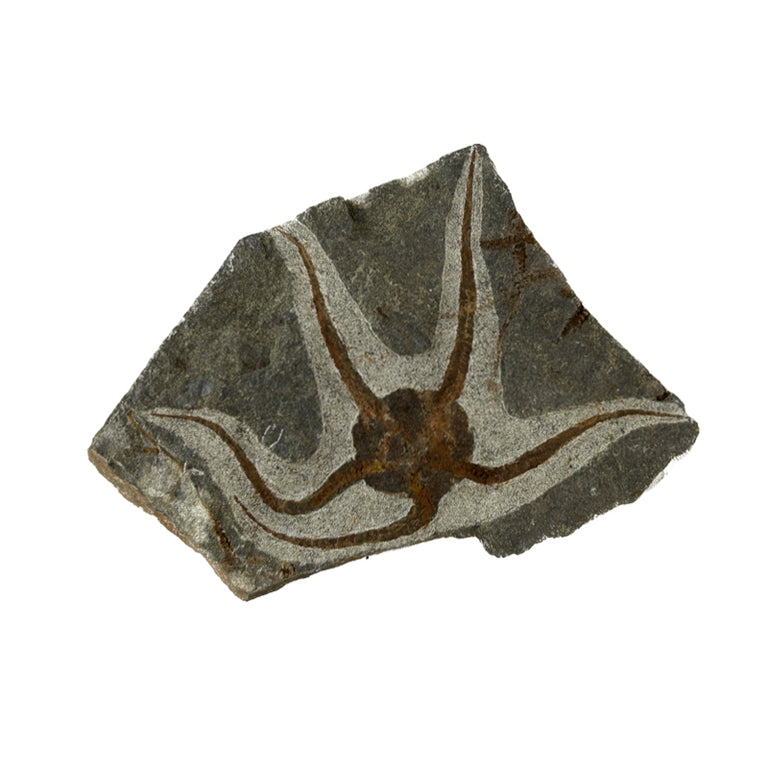 Single Brittle Star Fossil