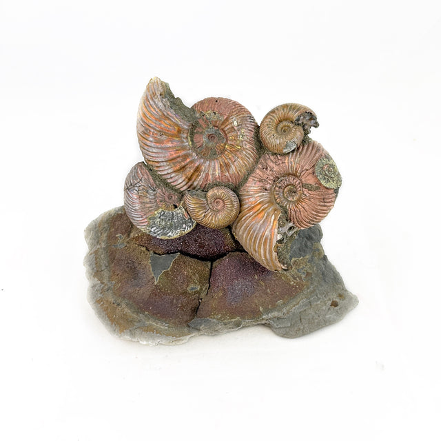 Floating Pyritized Ammonite Fossils