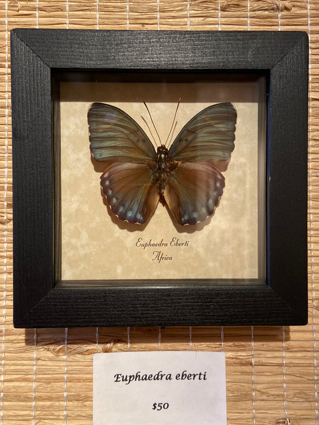 Euphaedra eberti - Africa - Matted black frame