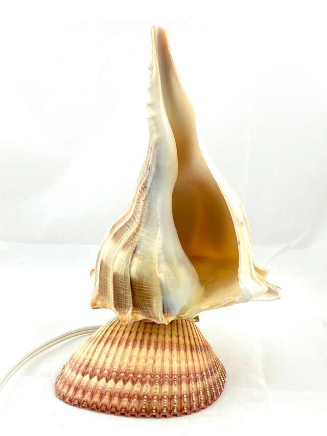 Spiral Shell Mounted Night Light