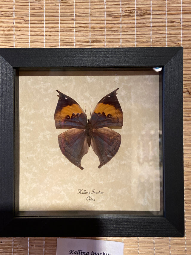 Kallima inachus - China - Matted black frame