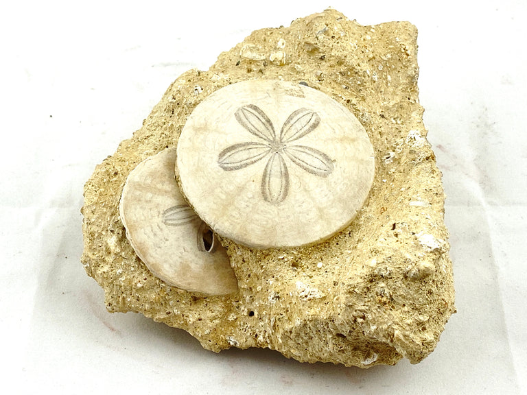 Echinoderm Fossils