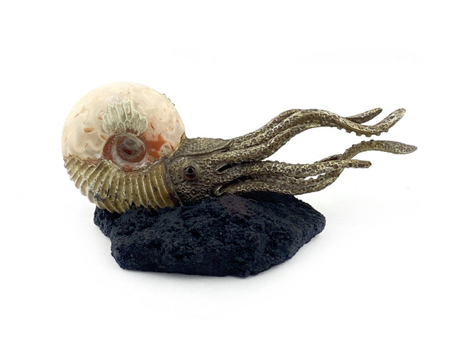 Small ‘Kraken’ Ammonite